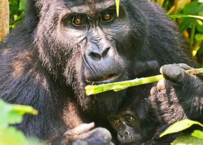 Gorilla Trekking experience in Rwanda