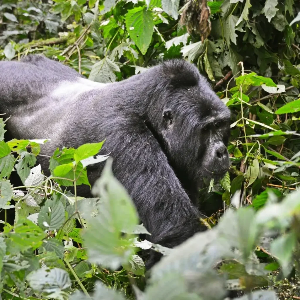 Close-up of a majestic silverback gorilla in Volcanoes National Park, Rwanda, as part of a guided tour
