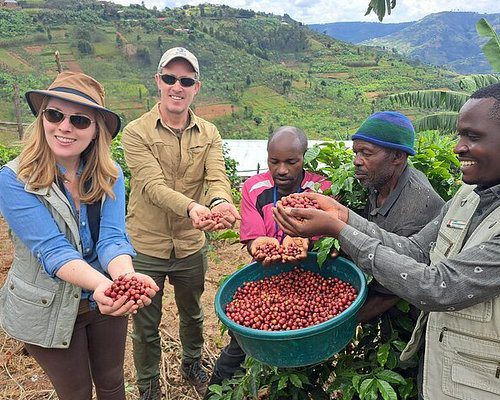 Tourists harvesting coffee beans at a Rwandan coffee plantation during a coffee tour, highlighting the hands-on coffee cultivation and tasting experience.