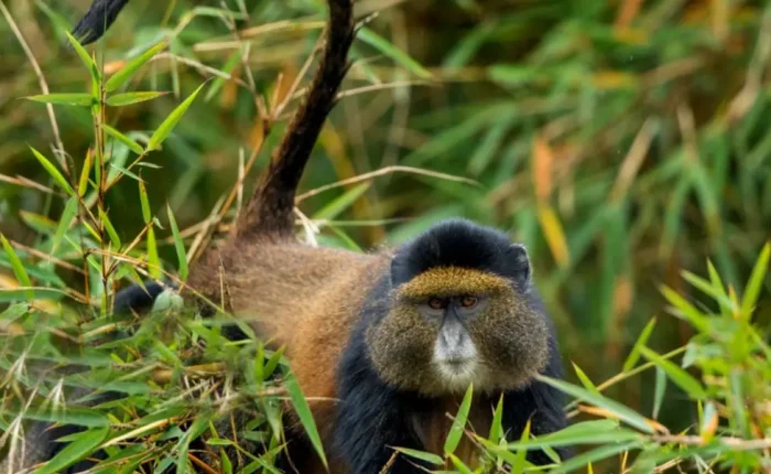 Spot Golden monkey in Volcanoes National Park during the Bisoke Mountain Hike