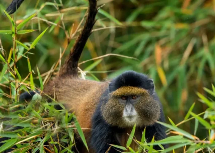 Spot Golden monkey in Volcanoes National Park during the Bisoke Mountain Hike