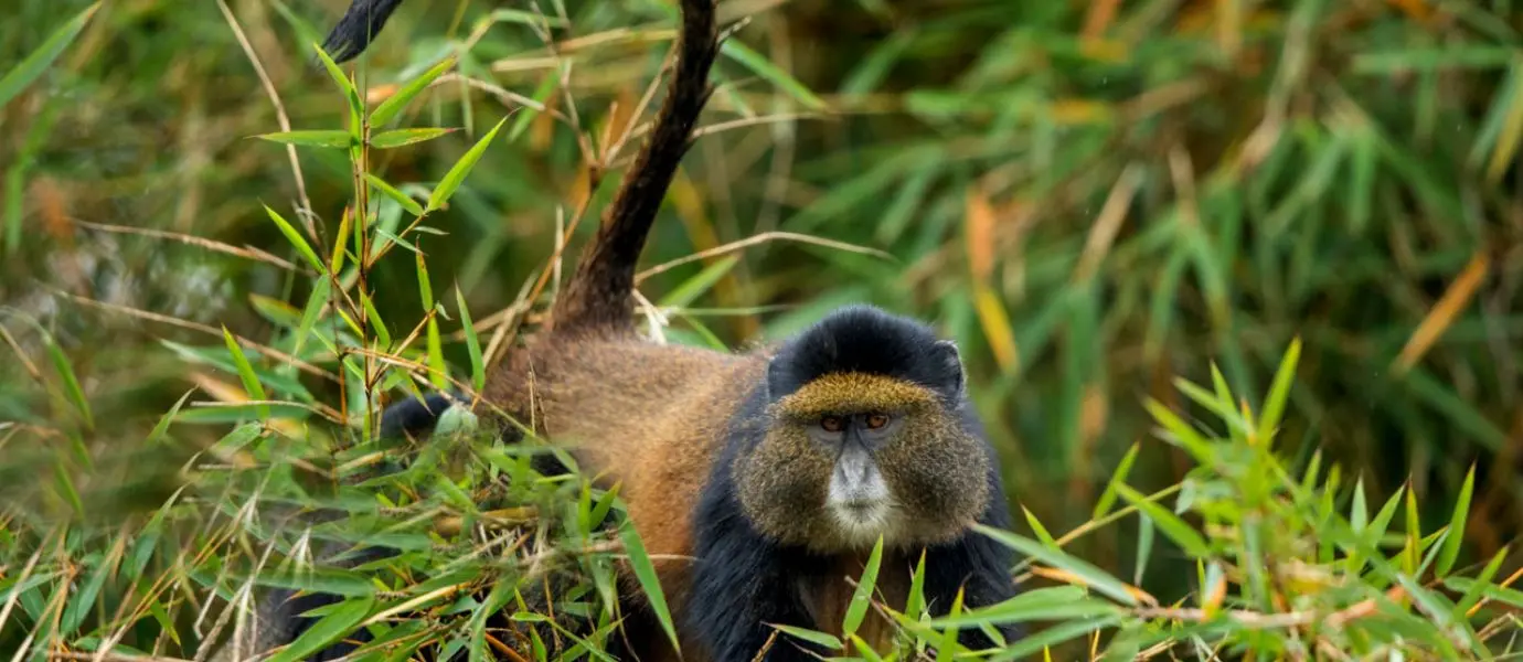 Spot Golden monkey in Volcanoes National Park during the Bisoke Mountain Hike
