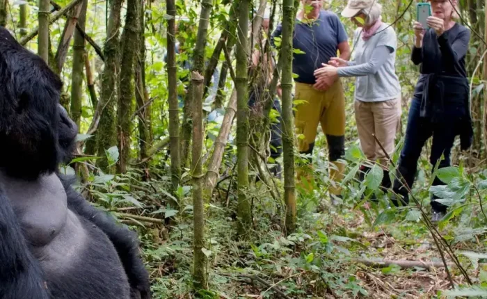 Rwanda Mountain Gorilla in Volcanoes National Park