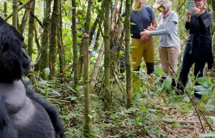 Rwanda Mountain Gorilla in Volcanoes National Park