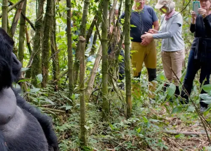 Rwanda Mountain Gorilla in Volcanoes National Park