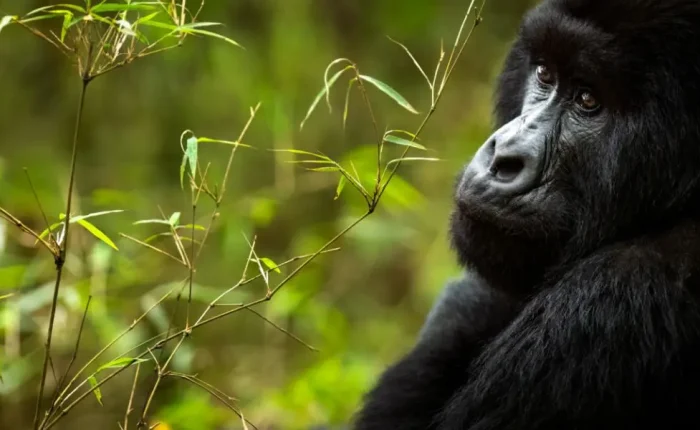Gorilla trekking tours in Volcanoes National Park