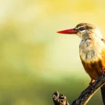 A vibrant display of diverse bird species during a Birding Safari in Kenya.