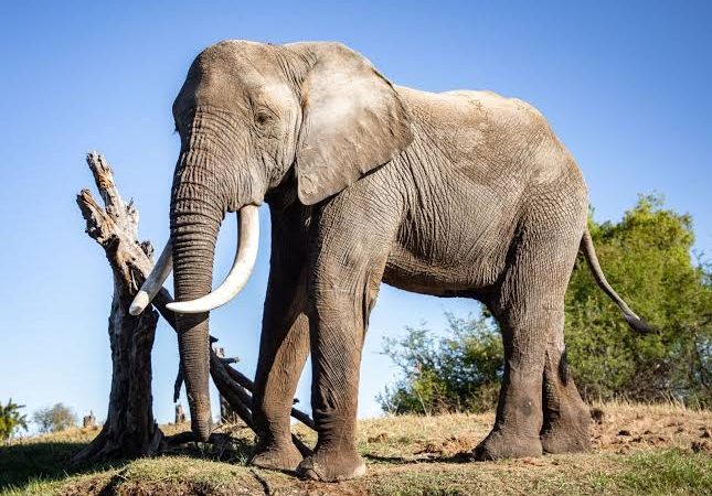 Majestic elephant roaming the savannah in Uganda’s Queen Elizabeth National Park.
