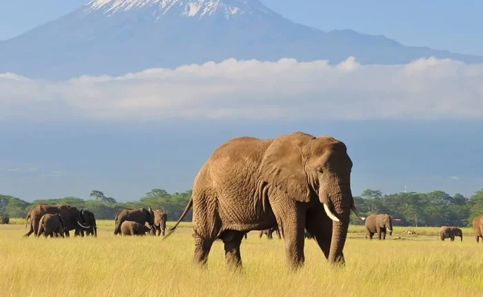 Safari adventure in Amboseli National Park.(Voyager au Kenya) with a view of Mount Kilimanjaro