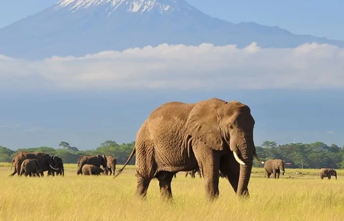 Safari adventure in Amboseli National Park, Kenya, with a view of Mount Kilimanjaro