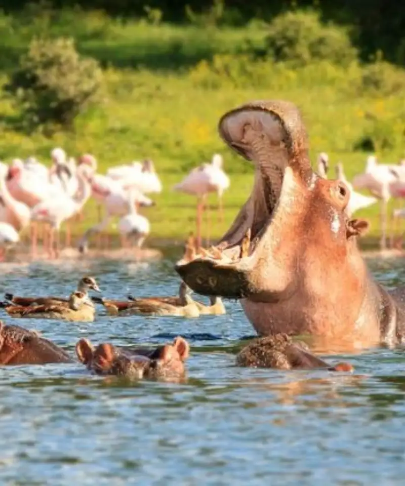 Scenic view of Lake Naivasha with calm waters, surrounded by lush greenery and mountains in the background