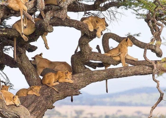 Tree-climbing lion in Queen Elizabeth National Park, Uganda