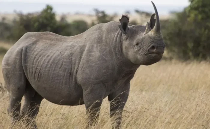 white Rhino is majestic animal that can be found in EAC
