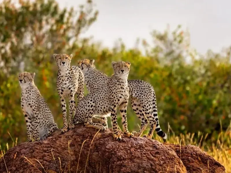 Safari adventure in Serengeti National Park, Tanzania