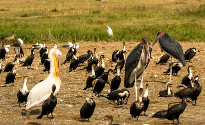 Aberdare birdwatching tour in KENYA
