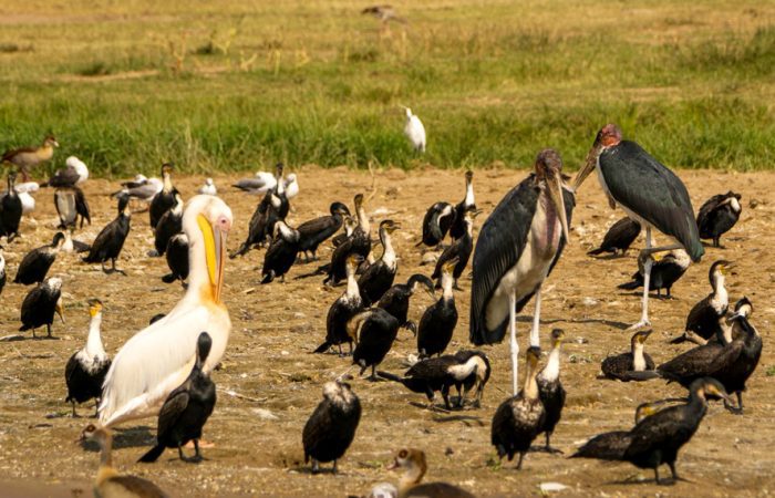 Aberdare birdwatching tour in KENYA