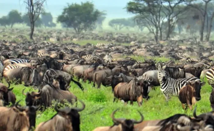 A large herd of wildebeest migrating across the savanna during the Great Migration.
