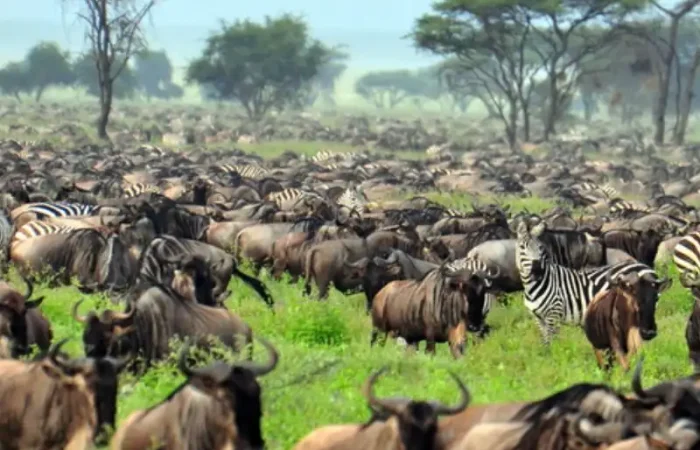 A large herd of wildebeest migrating across the savanna during the Great Migration.