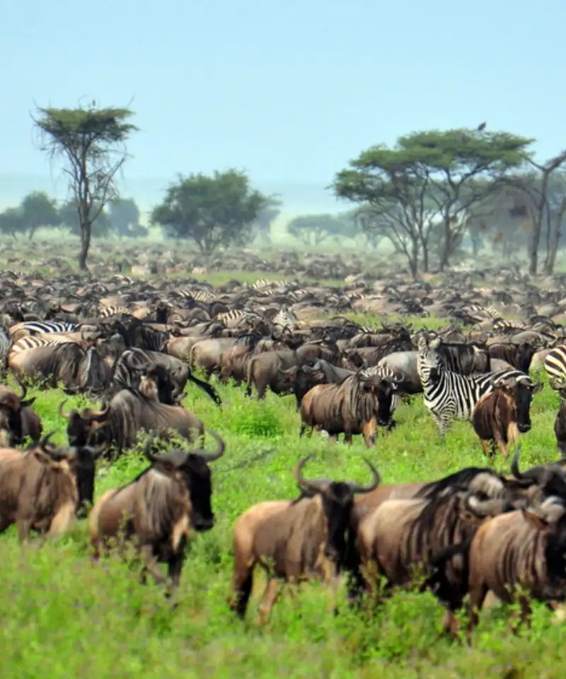 A large herd of wildebeest migrating across the savanna during the Great Migration.