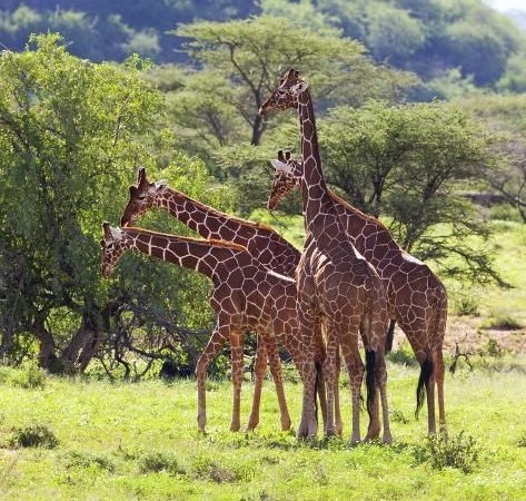 A majestic giraffe seen during a Uganda wildlife tour, standing tall against the backdrop of lush greenery and clear skies.