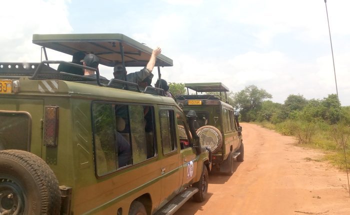 Safari vehicles on a game drive safari in Akagera National Park, Rwanda, with diverse Big Five wildlife and lush landscapes in view.