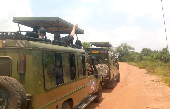 Safari vehicles on a game drive safari in Akagera National Park, Rwanda, with diverse Big Five wildlife and lush landscapes in view.