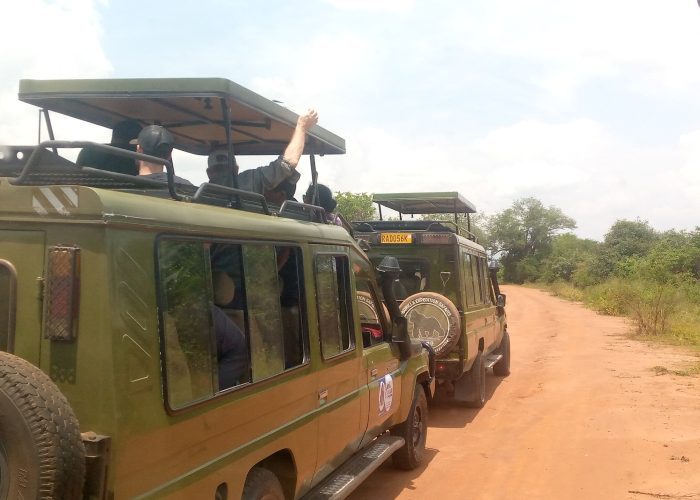 Safari vehicles on a game drive safari in Akagera National Park, Rwanda, with diverse Big Five wildlife and lush landscapes in view.