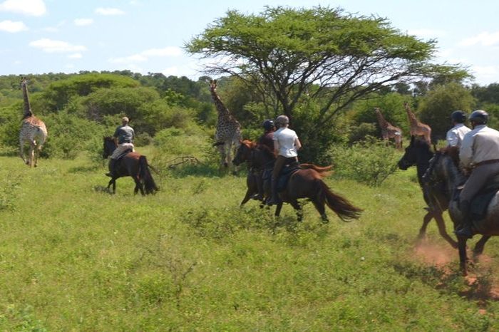 A peaceful horse riding adventure along scenic trails and rolling hills.