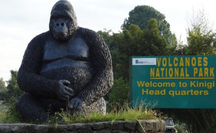 Gorilla Hiking