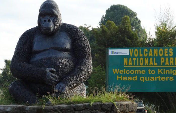 Gorilla Hiking