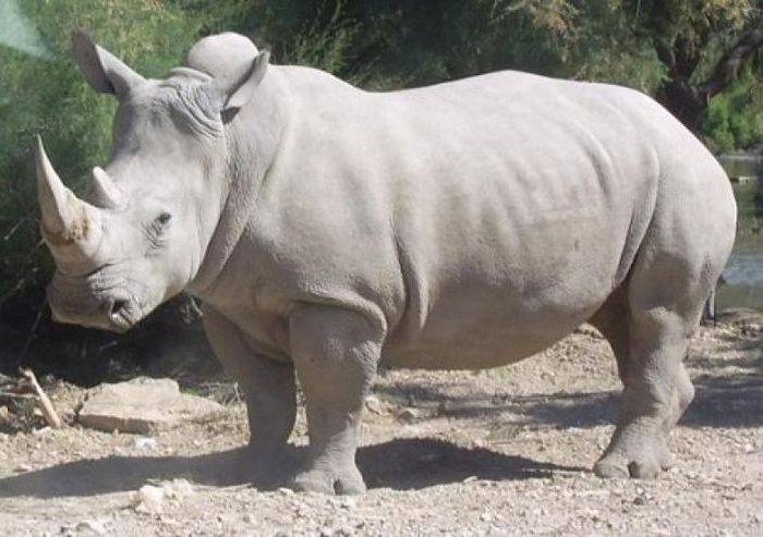 White Rhino in Ngorongoro crater