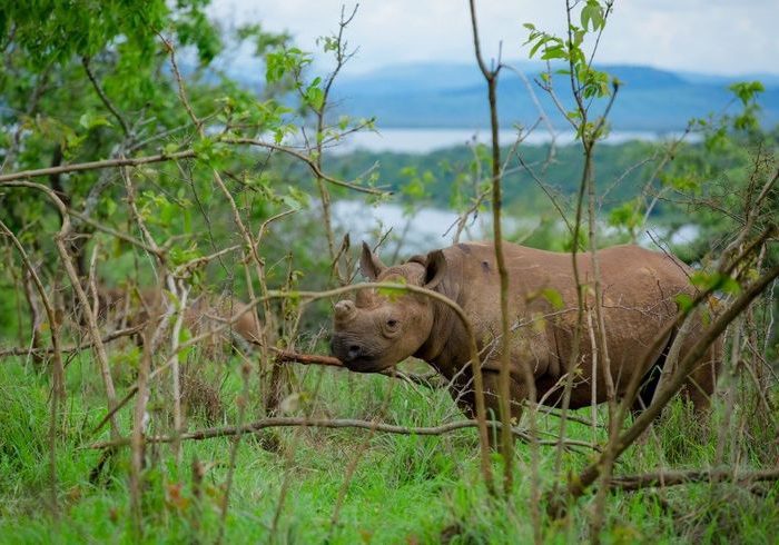 Rwanda wildlife safaris