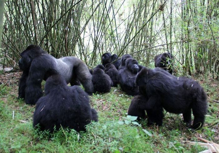 Uganda Safari Tours-Gorilla Trekking