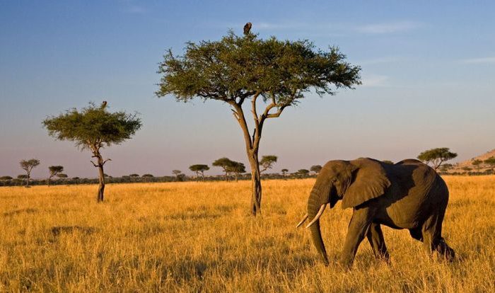 Tanzania Safari Tour