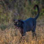 Giza The Black Panther