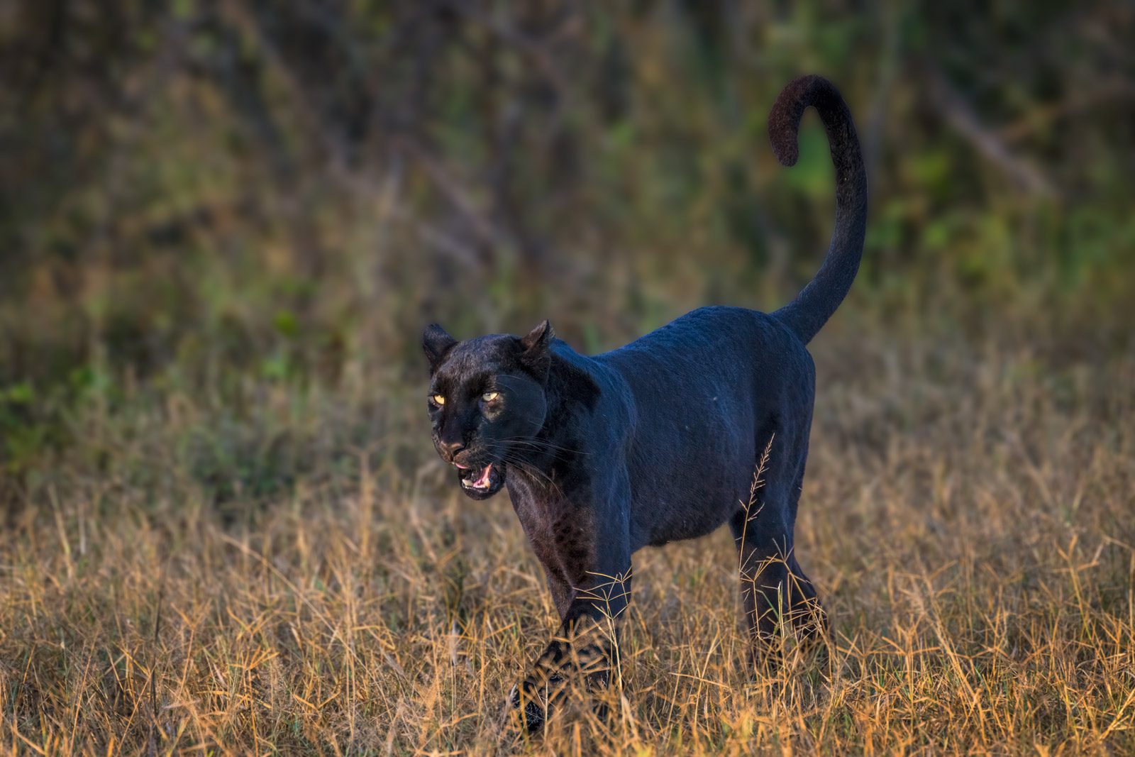 Giza The Black Panther